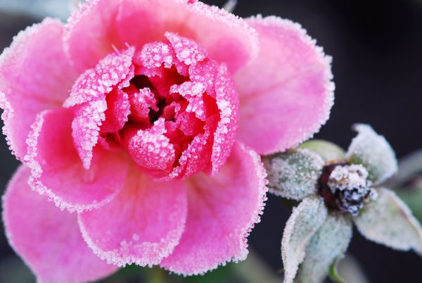 نمای نزدیک از گل رز صورتی پوشیده از یخبندان صبحگاهی