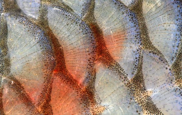 فلس ماهی - نمای نزدیک چاق اروپایی sqius cephalus