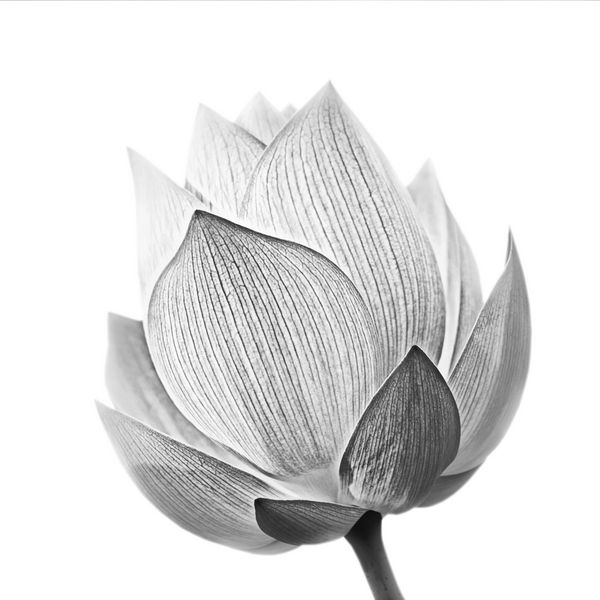 گل نیلوفر آبی سیاه و سفید جدا شده در پس زمینه سفید