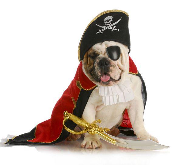 سگ دزد دریایی - بولداگ انگلیسی با لباس دزدان دریایی در زمینه سفید