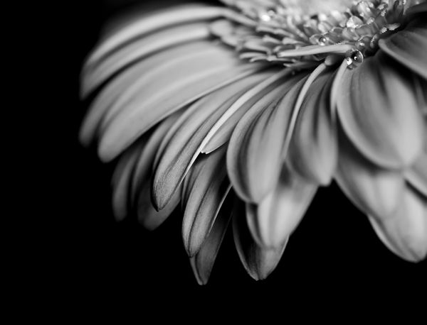 گلبرگ های یک گل زیبا در زمینه سیاه و سفید در سیاه و سفید