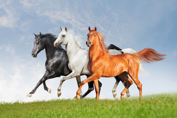 سه اسب عرب آزاد می دود