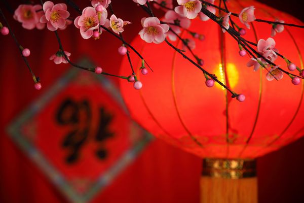 دکوراسیون سال نو چینی - فانوس سنتی و شکوفه آلو در پس زمینه جشن