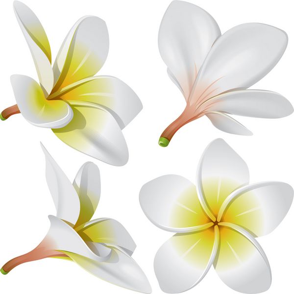 فرانجیپانی پلومریا هاوایی بالی اندونزی گل های گردن استوایی شریلانکا وکتور
