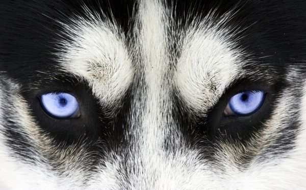 از نزدیک در چشمان آبی یک سگ