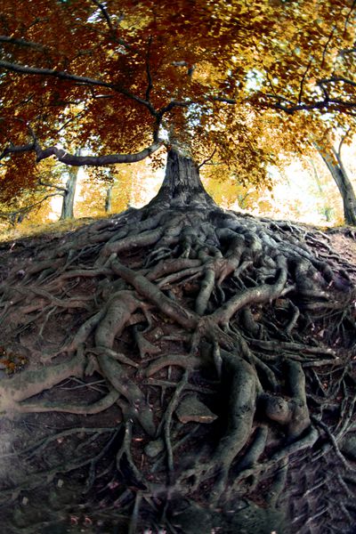 درخت بسیار قدیمی از جنگل چک