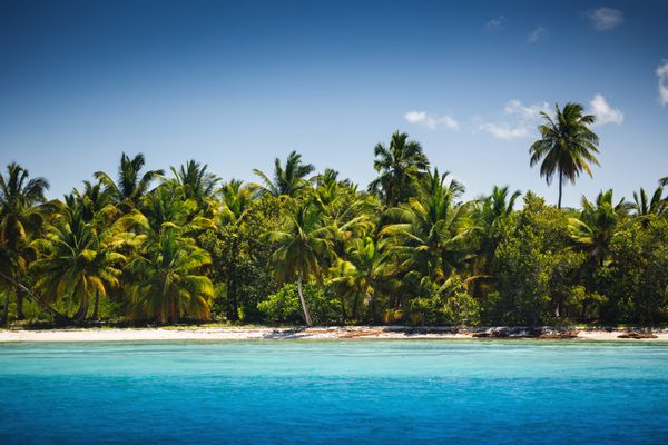درختان نخل در ساحل استوایی جزیره سائونا جمهوری دومینیکن