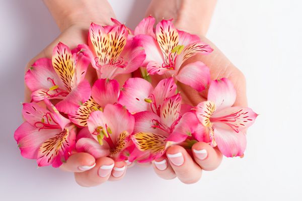 گلهای زیبای فریزیا در دستان زن