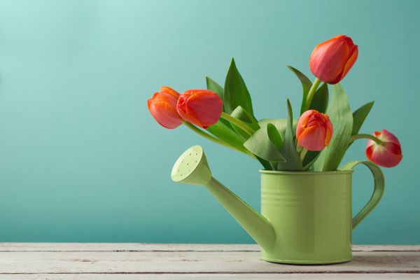 دسته گل لاله بهاری در قوطی آبیاری با کپی sp مفهوم باغبانی
