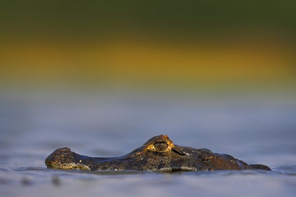 Yacare caiman پرتره پنهان تمساح در موج‌سواری آبی با خورشید عصر پانتانال برزیل