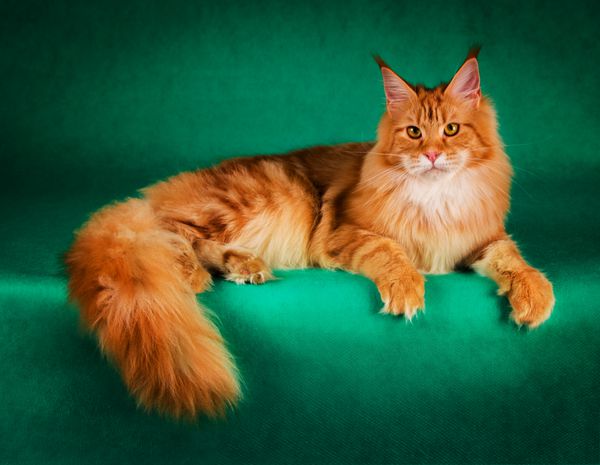 پرتره گربه قرمز مین کون در پس زمینه سبز