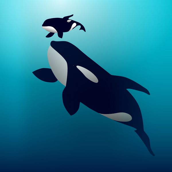 نهنگ اورکا
