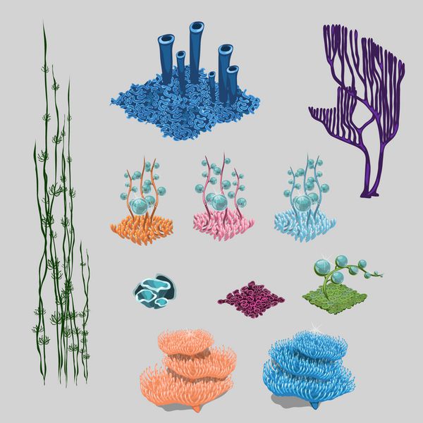 عناصر صخره جلبک ها مرجان ها و گل های دریایی