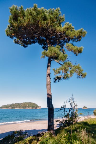 درخت صنوبر در ساحل hahei