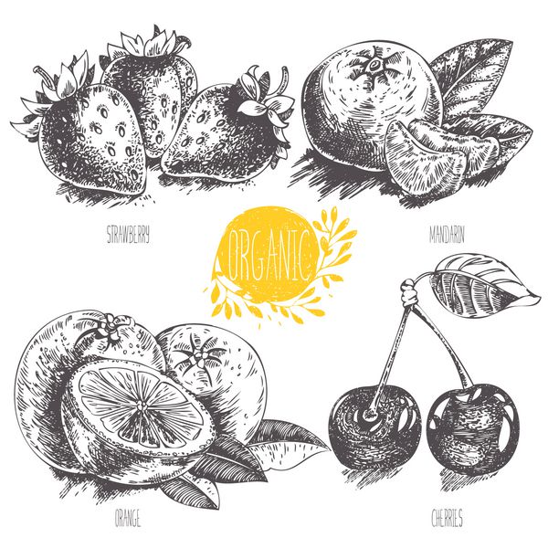 سری - وکتور میوه سبزیجات و ادویه جات تصویر دستی به سبک قدیمی طرح غذای سالم گرافیک خطی مجموعه ای از توت فرنگی گیلاس ماندارین پرتقال