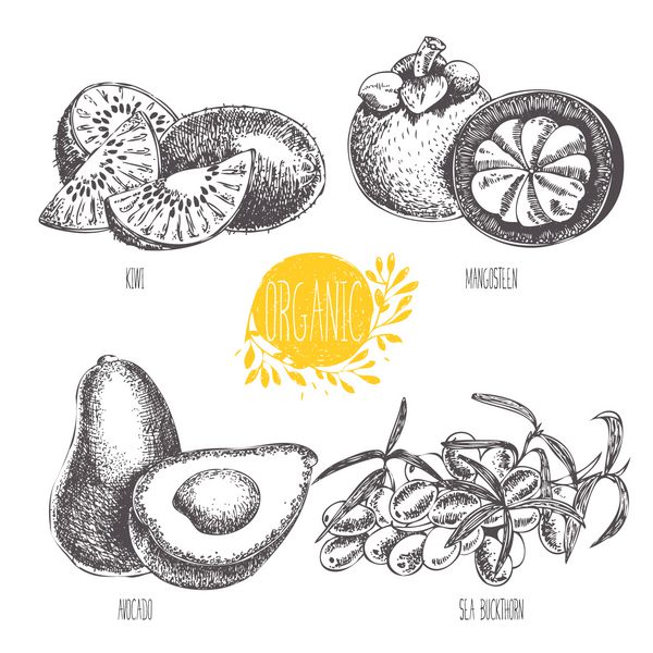 سری - وکتور میوه سبزیجات و ادویه جات تصویر دستی به سبک قدیمی طرح غذای سالم گرافیک خطی مجموعه ای از کیوی ترنجبین آووکادو خولان دریایی