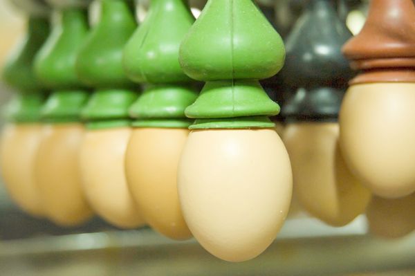 تخم مرغ در خط تولید