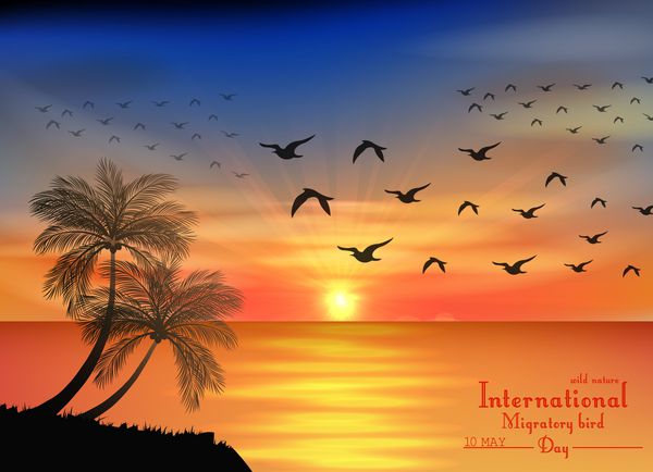 روز غروب خورشید در اقیانوس برای پرندگان روز مهاجرت