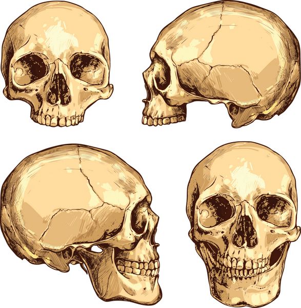 مجموعه ای از جمجمه های رنگارنگ کشیده شده با دست تصاویر وکتور جمجمه