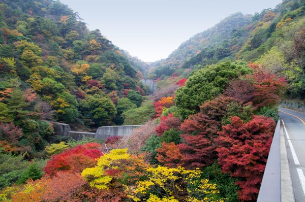 برگهای رنگارنگ پاییزی در کوه روکو در کوبه ژاپن
