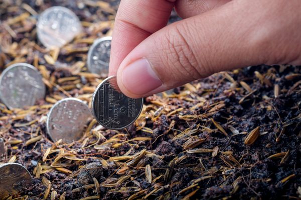 سکه مفهوم رشد پول در خاک