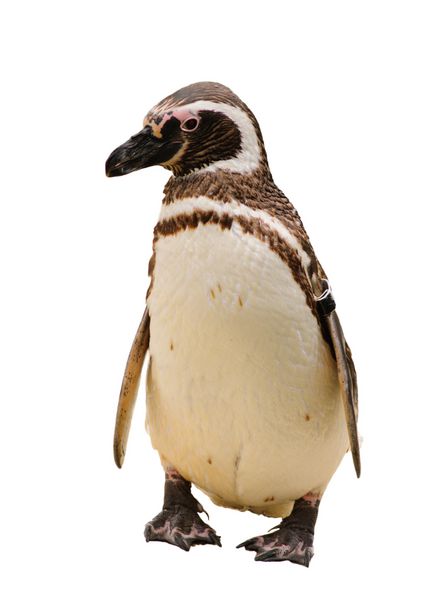 گونه هامولد یا ماژلانی پنگوئن جدا شده روی سفید
