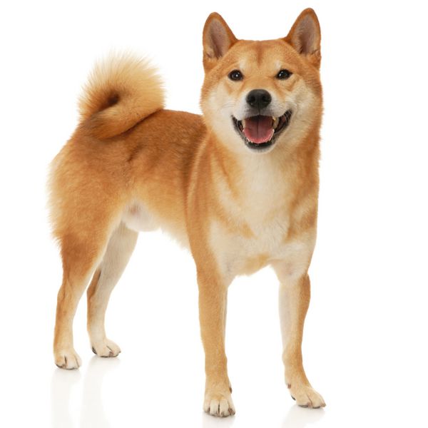 سگ ژاپنی شیبا اینو در مقابل پس زمینه سفید