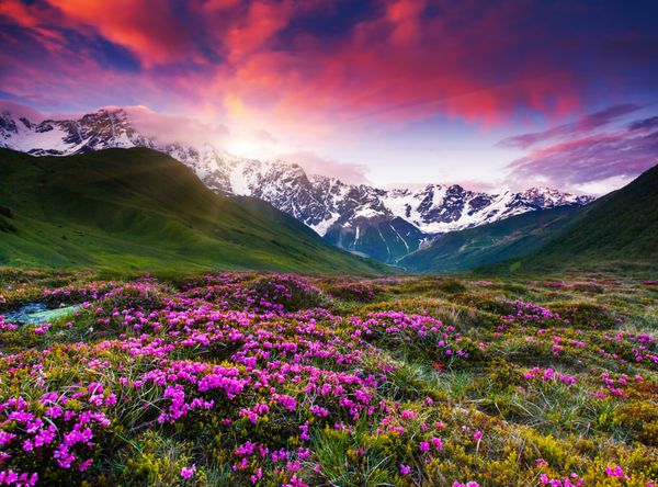 غروب رنگارنگ و شکوفه رودودندرون در پای کوه شاخارا آسمان ابری دراماتیک سوانتی بالا گرجستان اروپا کوه های قفقاز دنیای زیبایی