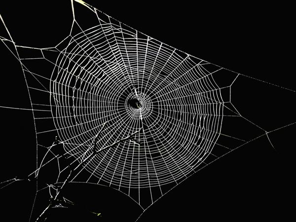 تار عنکبوت در تاریکی