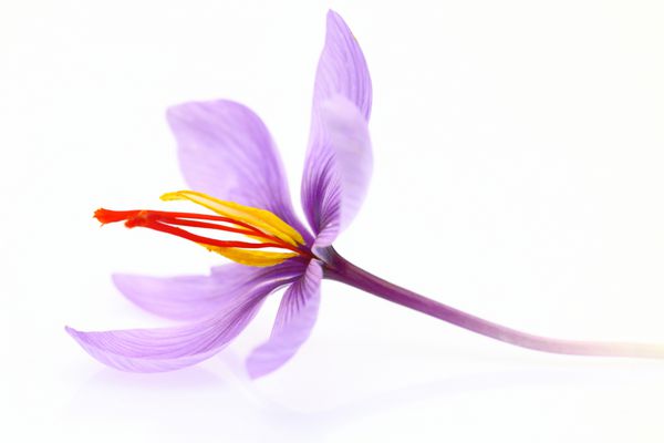 نمای نزدیک از گل زعفران جدا شده در زمینه سفید
