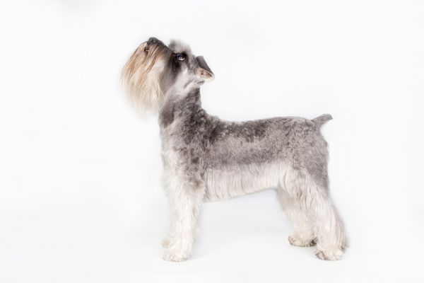 یک سگ اسکناوزر ایستاده در استودیو با پس زمینه سفید به بالا نگاه می کند