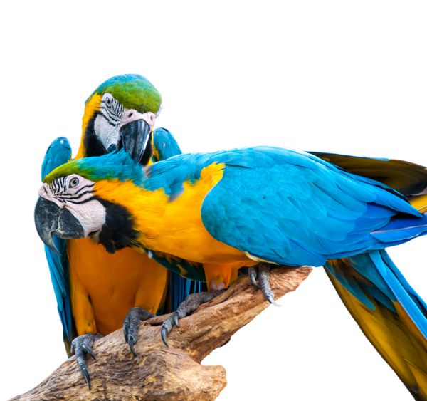 پرنده ماکائو - حیوان خانگی گرمسیری رنگارنگ و بسیار زنده و زیبا