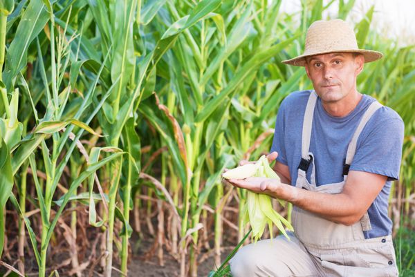 کشاورز جوان که یک خوشه ذرت در دست دارد و به دوربین در مزرعه ذرت نگاه می کند کم عمق کپی sp