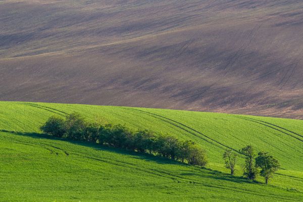 تپه های سبز با گندم جوان در نور عصر چشم انداز کشاورزی