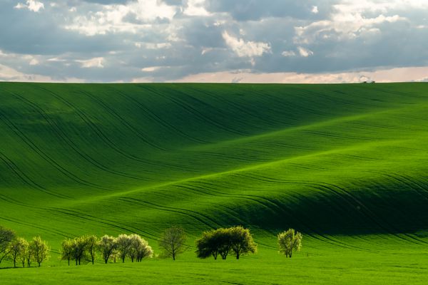تپه های سبز با گندم جوان در نور عصر چشم انداز کشاورزی