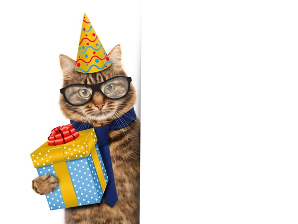 گربه خنده دار تولد خود را جشن می گیرد