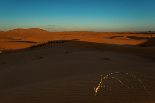چشم انداز بیابانی مراکش با آسمان آبی پس زمینه تپه های شنی