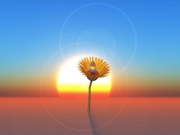 یک گل در پس زمینه غروب خورشید در صحرا