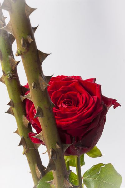 ساقه با خار و گل رز قرمز در یک پیام واضح دست نزنید