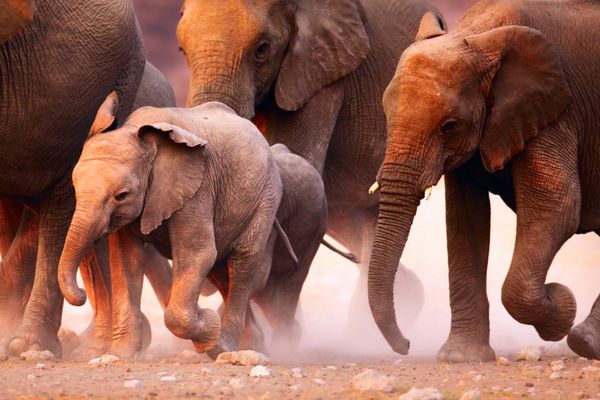 گله فیل در حال فرار در صحرای اتوشا