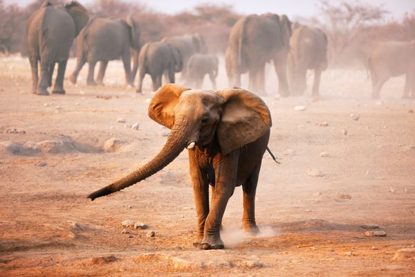 فیل مسخره در حال شارژ با گله در حال دور شدن در پس زمینه