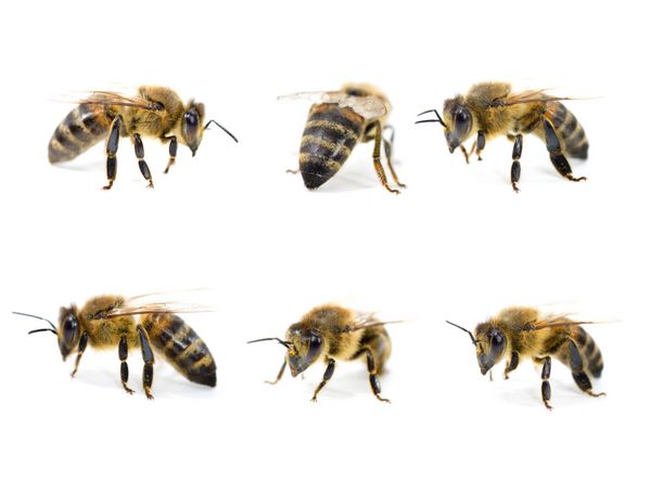 مجموعه زنبورهای بسیار دقیق xxl جدا شده روی سفید