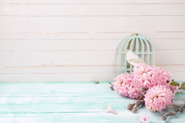 پس زمینه با سنبل گلهای بید روی تخته های چوبی فیروزه ای نقاشی شده در برابر دیوار سفید تمرکز انتخابی و جای خالی برای متن شما