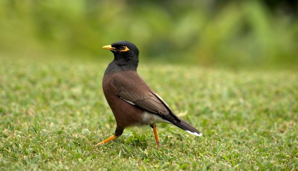 پرنده معمولی مینا acridotheres tristis اصالتاً اهل هند و ایران است برای مبارزه با هجوم حشرات به بسیاری از مناطق گرمسیری معرفی شد این شامل هاوایی می شود