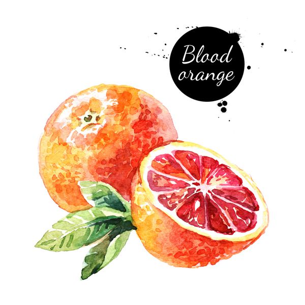 آبرنگ پرتقال خونی تصویر میوه های غذای سازگار با محیط زیست در پس زمینه سفید