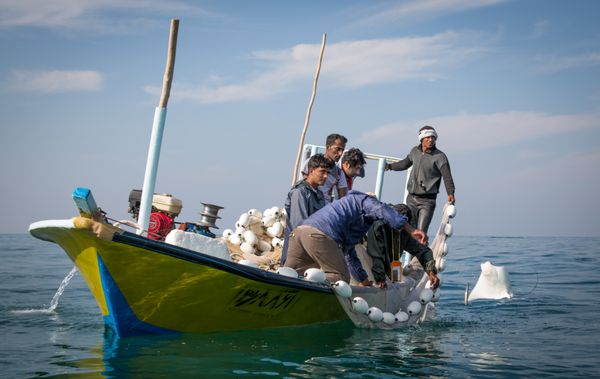 جزیره قشم ایران - حدود فوریه 2016 ماهیگیرانی که پرتوهای نیش را که در تور آنها گیر کرده است به بیرون پرتاب می کنند