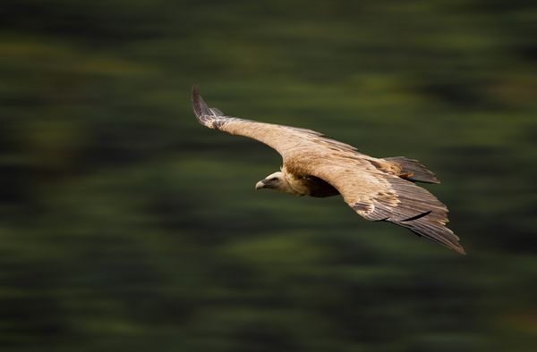 vautour oiseau rap vol proie mort plume bec manger