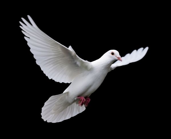 کبوتر سفید در پرواز 7