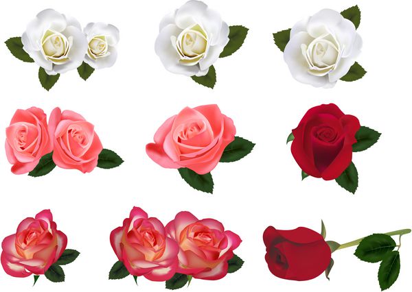 مجموعه ای از گل رز زیبا در زمینه سفید بردار