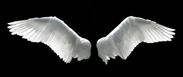 بال های فرشته جدا شده در پس زمینه سیاه
